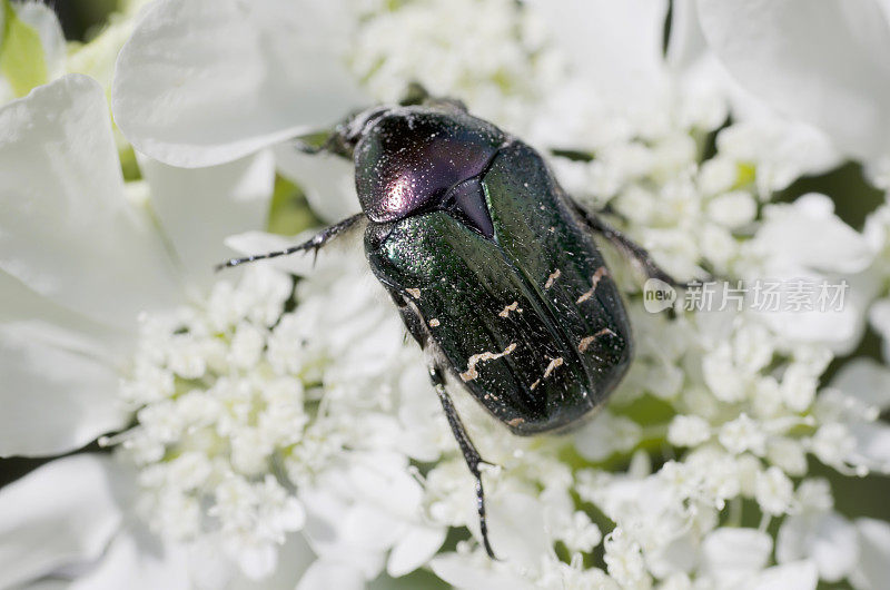 甲虫:金龟子(Cetonia aurata)